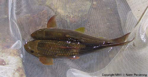 เลียหิน 2 สายพันธุ์ Garra cambodgensis & Garra sp. อีกสายพันธุ์กระโดดหนีไปก่อนจะได้ถ่าย