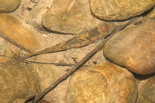 ปลาเลียหิน(Garra sp.) แอบนอนอยู่ในจุดน้ำนิ่ง ภาพนี้แอบถ่ายตอนกลางคืน
