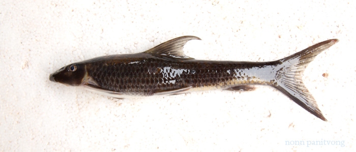 ปลาเพ็ด หรือ เลียหินหัวแบน Garra theunensis ดำไม่เจอ มาเจอในกาละมัง เลยต้องขอมาถ่ายภาพไว้ 