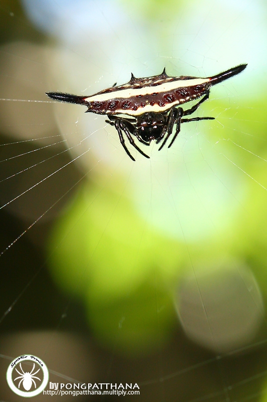 Gasteracantha sp.