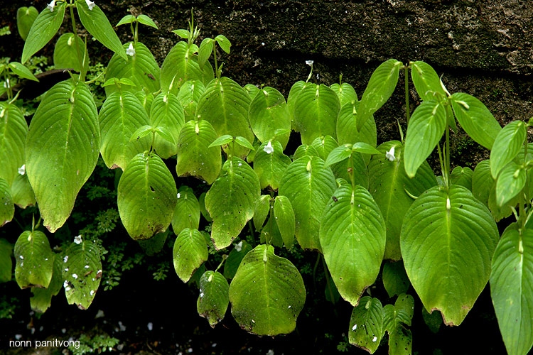 gesneriaceae.jpg