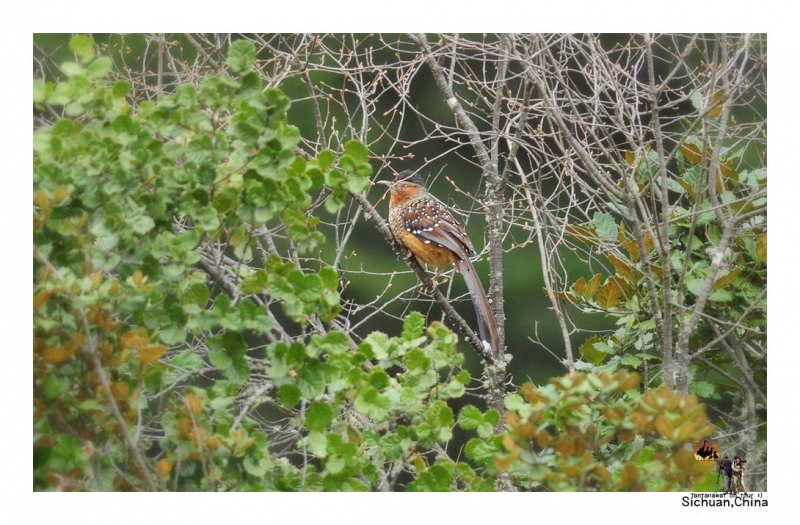 giant-laughingthrush.jpg