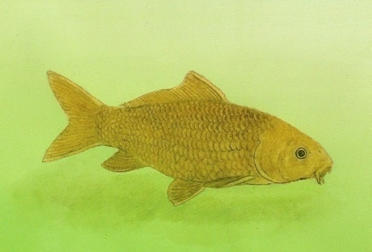 goldencarp.jpg