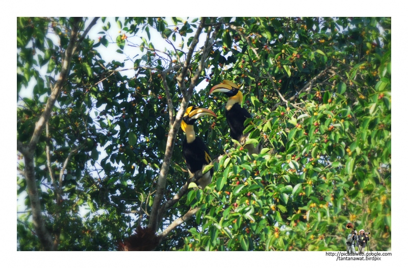 great-hornbill