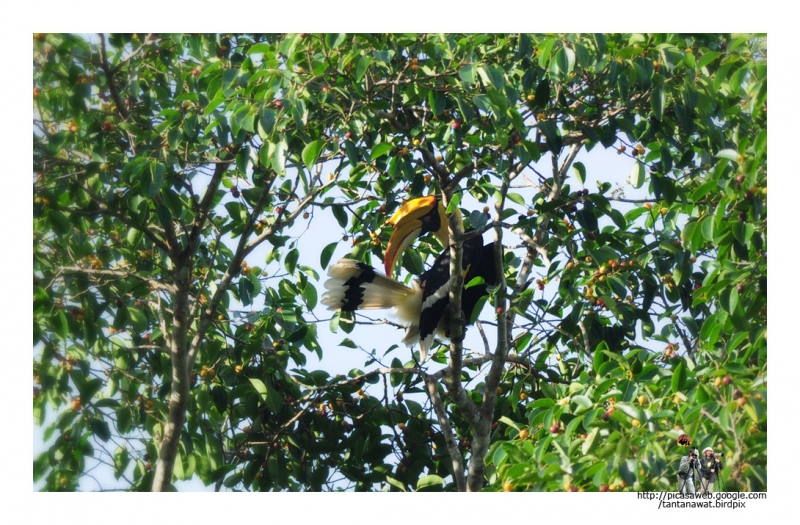 great-hornbill