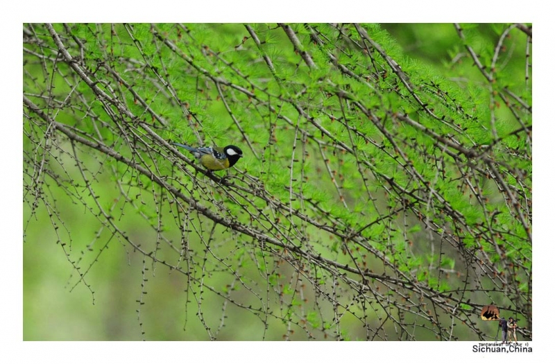 green-backed-tit_1.jpg