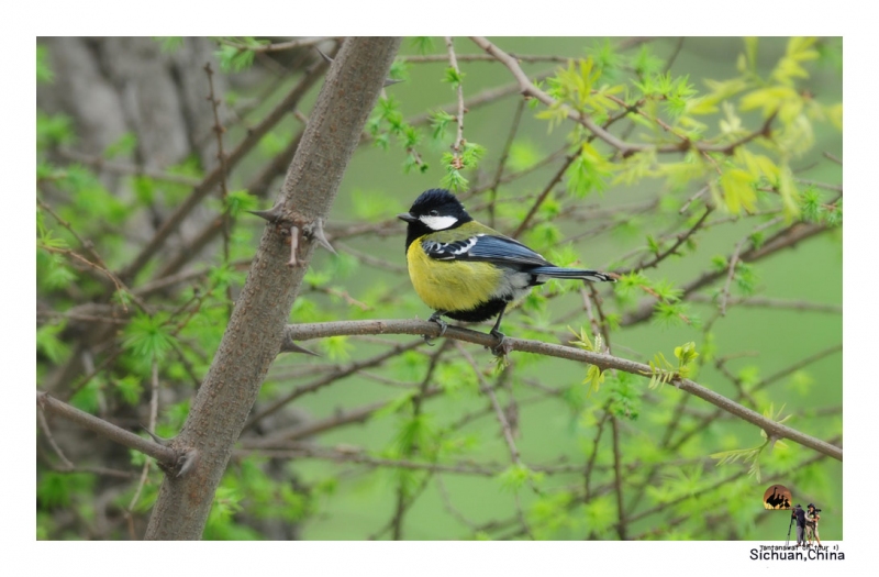 green-backed-tit_3.jpg