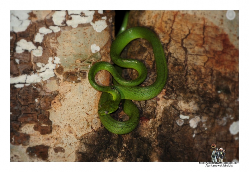 green-cat-snake