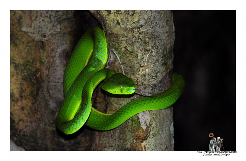 green-pitviper