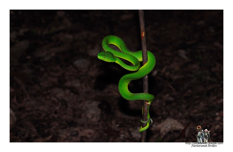 green-pitviper