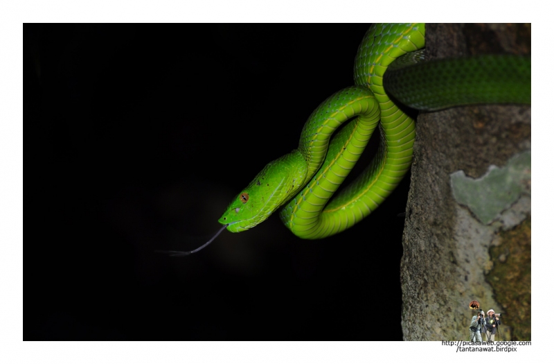 green-pitviper