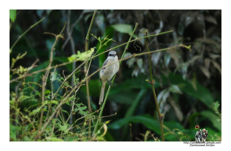 grey-backed-shrike