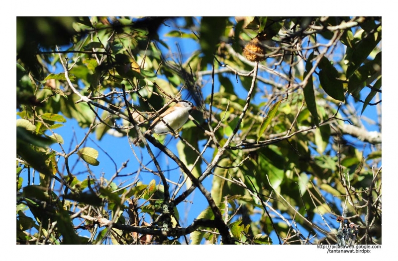 grey-headed-parrotbill