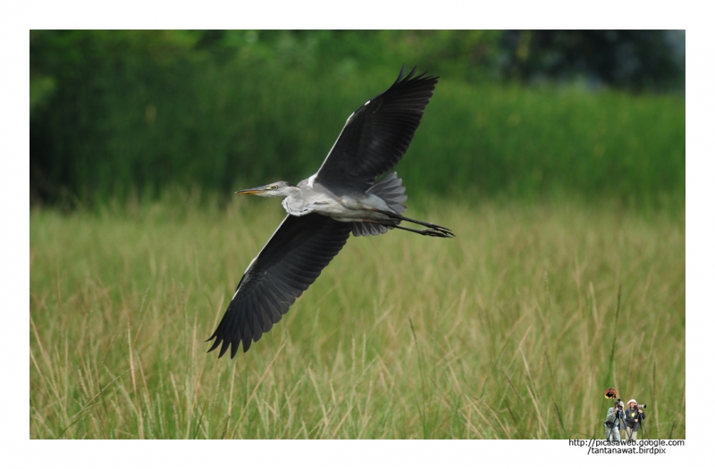 grey-heron