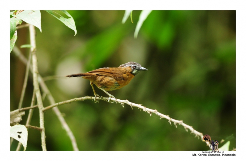 grey-throated-babbler_2.jpg