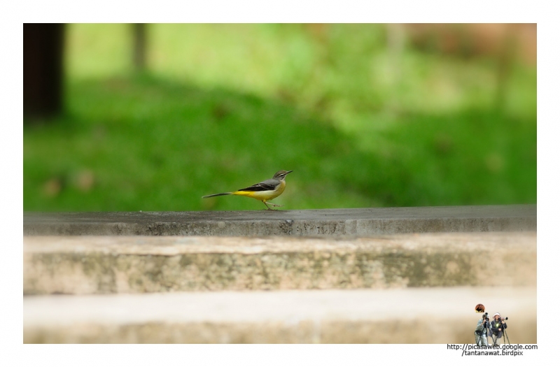 grey-wagtail