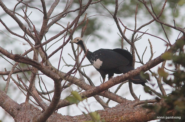 Common Piping Guan (Pipile pipile)