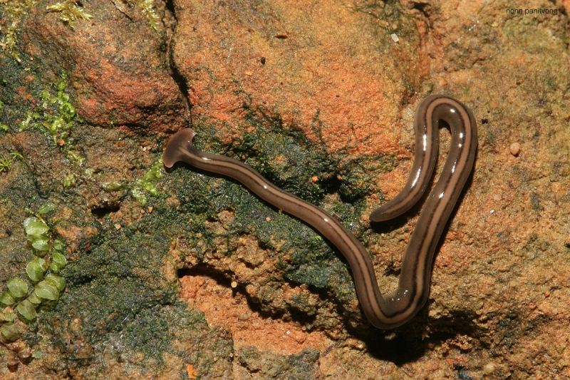 หนอนหัวขวาน Bipalium javanum Loman. เป็นหนอนท้องถิ่น สังเกตง่ายนะครับ หัวมันจะแยกออกเป็นแฉกๆตัวนี้เป็นนักล่าไส้เดือนท้องถิ่นของเรา