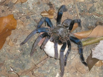 haplopelma lividum_cobalt blue tarantula.jpg