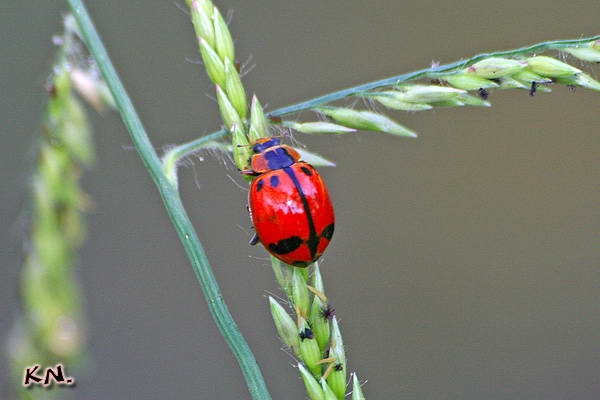 harmonia_octomaculata.jpg