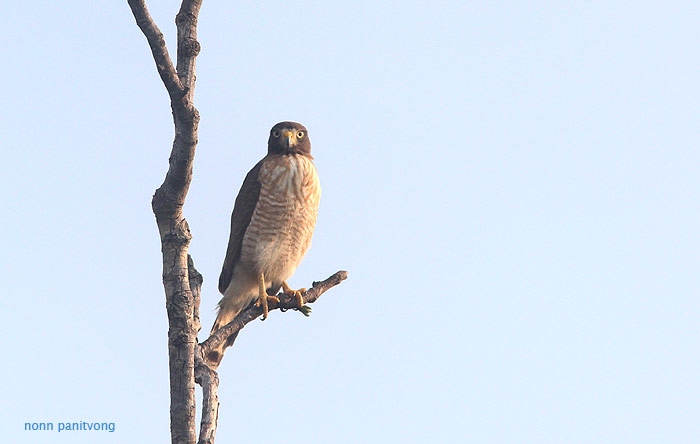 Roadside Hawk (Beteo magnirostris) 