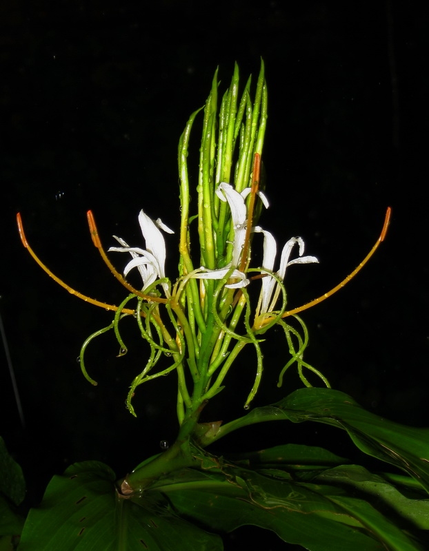 hedychium.jpg