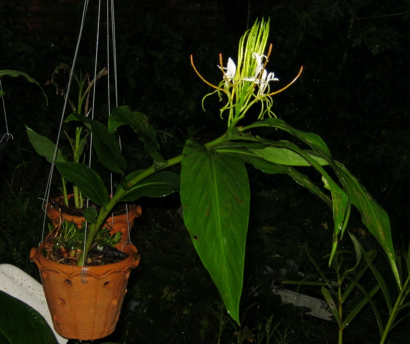 hedychium2.jpg