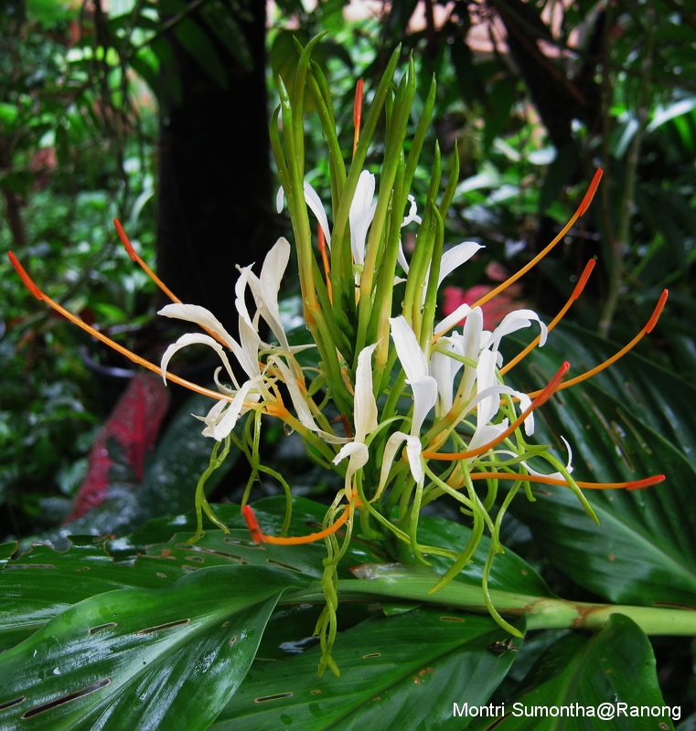 hedychium3.jpg