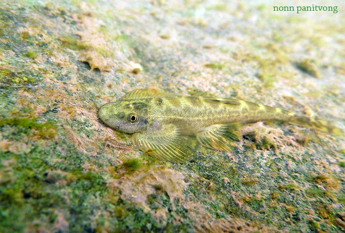 ็Hemimyzon nanensis ผีเสื้อน่านพบชุกชุม