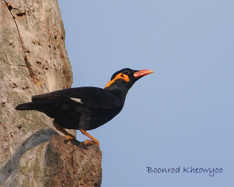 hill-myna.jpg