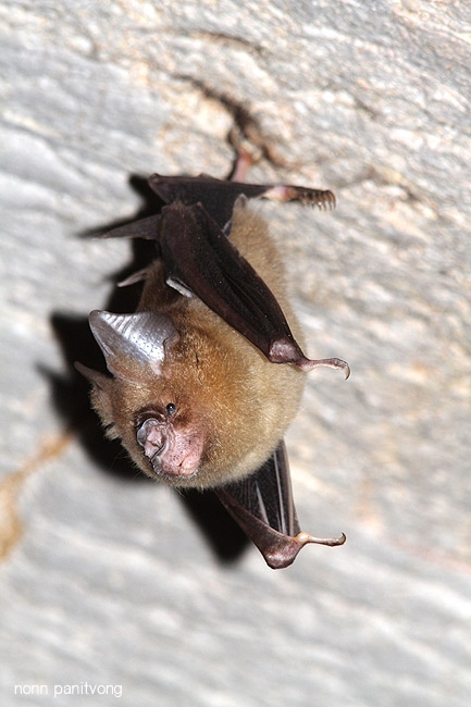 hipposideros อะไรครับ? #1