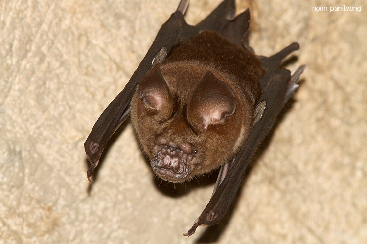 hipposideros อะไรครับ? #2 