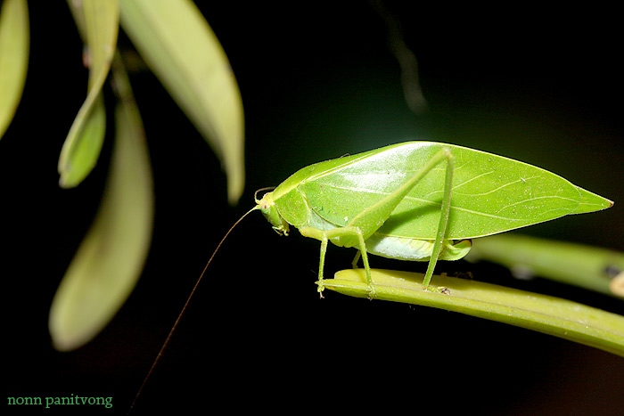 hopper_leaf.jpg