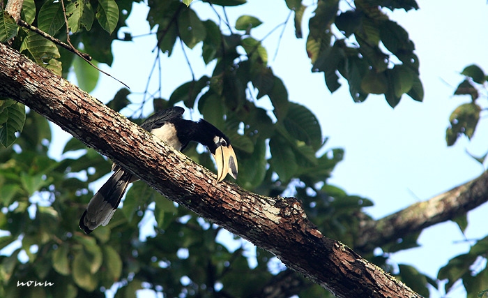 นกแก๊ก (Anthracoceros albirostris) ตัวนี้กินบุ้งหรือหนอนอะไรสักอย่างอยู่บนคบไม้สูง มันจะคาบหนอนมาถูๆๆอยู่หลายทีก่อนจะกิน 