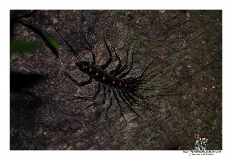 house-centipedes