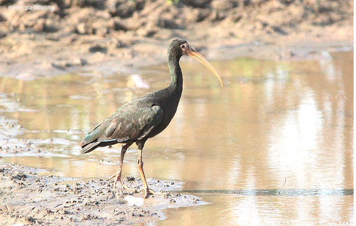 Bare-faced Ibis (Phimosus infuscatus) 