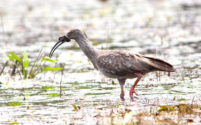 Plumbeous Ibis (Theristicus caerulescens) กำลังกินปลาไหล 