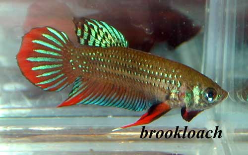 Betta imbellis (For comparison, Thanks Mr. Brookloach)