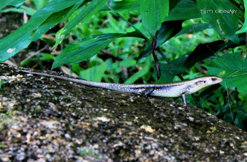 skink