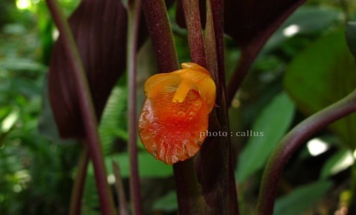 Boesenbergia plicata (Ridl.) Holtt. ดอก