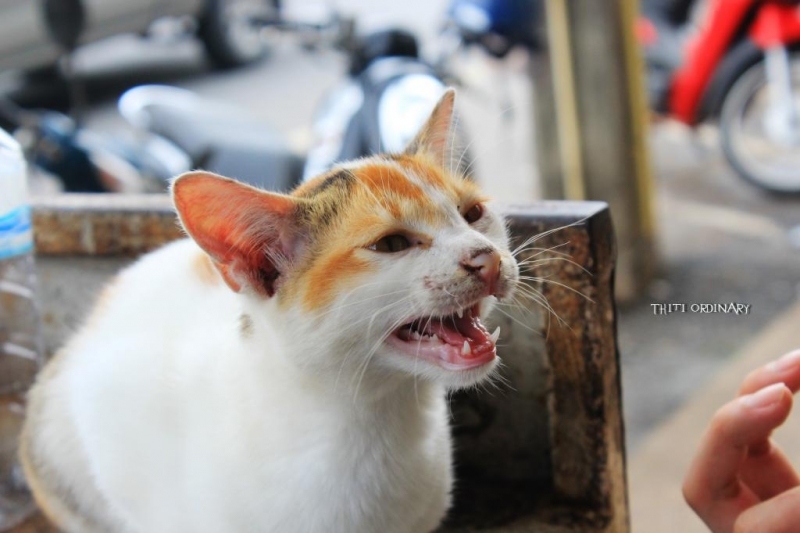 แมวเหมียวเข้ามาขอไก่ทอดกิน - ไม่ให้ - หิว