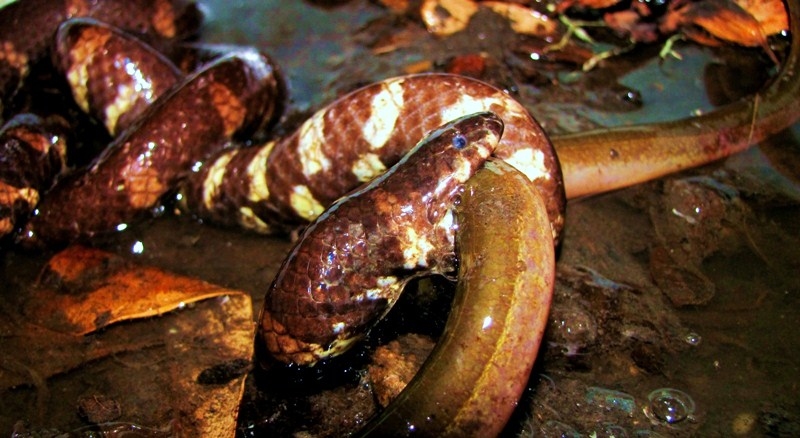  Cylindrophis ruffus
