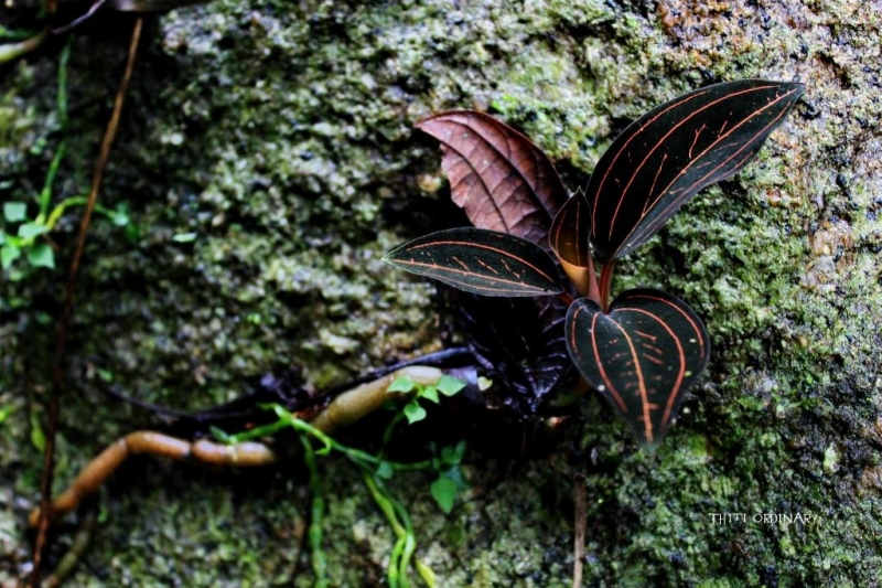 Black jewel orchid