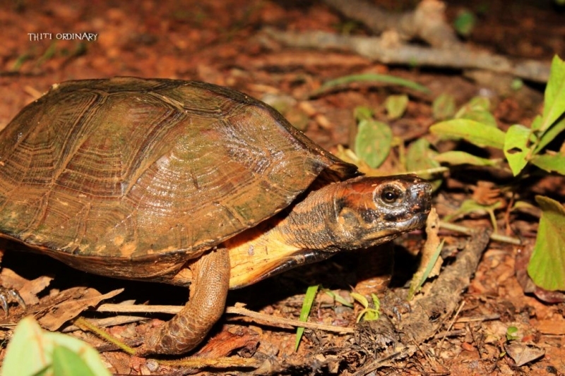 Asian Leaf Turtle