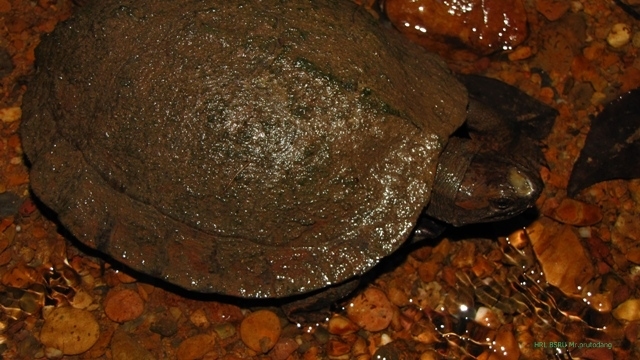 เต่าห้วยท้องดำ / เต่าใบไม้พม่า Cyclemys oldhami