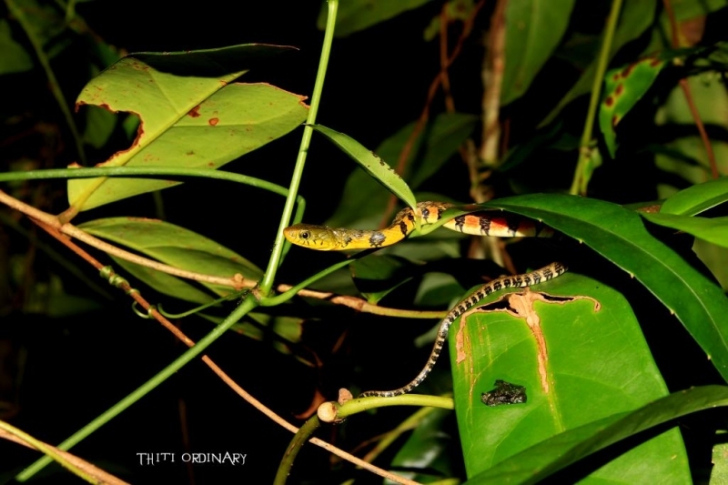 Triangle keelback