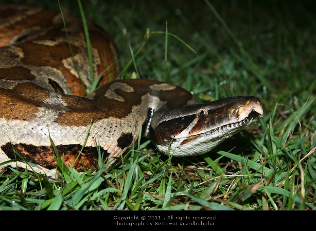 งูหลามปากเป็ด (Python brongersmai)