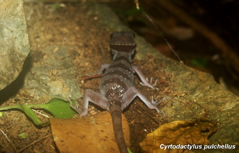 ตุ๊กกายป่าใต้ (Cyrtodactylus pulchellus)