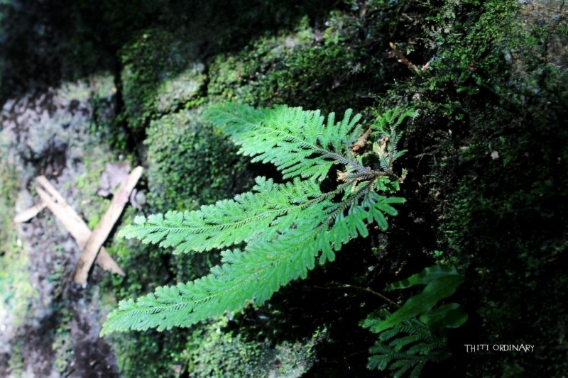 Selaginella ชนิดไหนไม่รู้ สวยดี