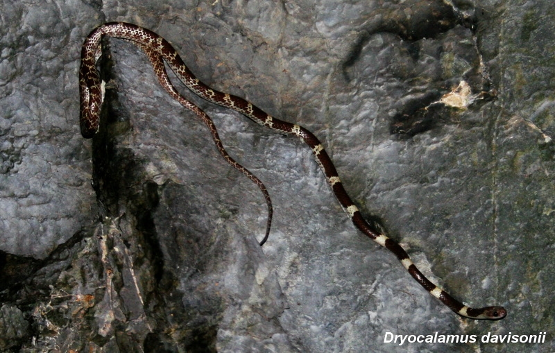 งูปล้องฉนวนอินเดีย (Dryocalamus davisonii)